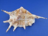 6" to 8" Large Lambis Lambis Spider Conch Shells - Case: 72 @ $1.00 each <font color=red> 2 Wholesale Cases</font> @ .67 each
