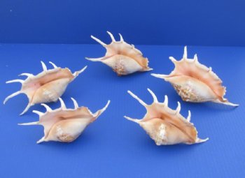 6" to 8" Large Lambis Lambis Spider Conch Shells - Case: 72 @ $1.00 each <font color=red> 2 Wholesale Cases</font> @ .67 each