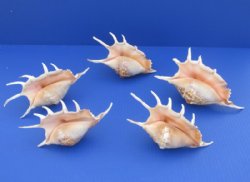 6" to 8" Large Lambis Lambis Spider Conch Shells - Case: 72 @ $1.00 each <font color=red> 2 Wholesale Cases</font> @ .67 each