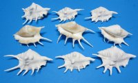 Dyed White Spider Conch Shells, Lambis lambis, <font color=red> Wholesale</font> - 140 @ .72 each