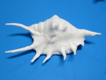 Dyed White Spider Conch Shells, Lambis lambis, <font color=red> Wholesale</font> - 140 @ .72 each