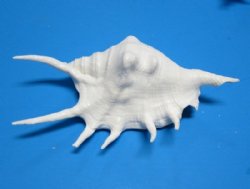 Dyed White Spider Conch Shells, Lambis lambis, 4 to 6 inches - :20 @ $1.28 each