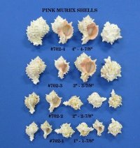 Small Pink Mouth Murex Shells, 2-1/4 to 2-3/4 inches - 50 @ .84 each
