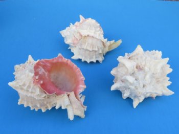 Large Pink Mouth Murex Shells <font color=red> Wholesale</font> 3-3/4 - 4-3/4 inches - Case: 100 @ $1.10 each