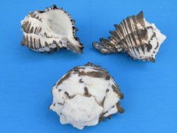 3" Black and White Murex Shells, Muricanthus Nigritus, - 10 @ $1.95 each