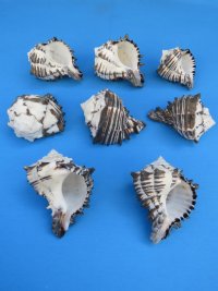 3" to 3-3/4" Black Murex Shells, Black and White Murex  <font color=red> Wholesale</font> - Case: 150 @ $1.20 each