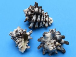 4.4 pounds Vasum Cornigerum Seashells 1-1/2 to 2-1/2 inches - $7.00 a bag; 3 @ $6.00 a bag