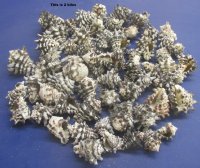 4.4 pounds Vasum Cornigerum Seashells 1-1/2 to 2-1/2 inches - $7.00 a bag; 3 @ $6.00 a bag