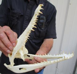 9-3/4 inches Genuine Nile Crocodile Skull (CITES #223756) <font color=red> Good quality</font> for $135.00 <font color=red> SALE $99.99 </font>