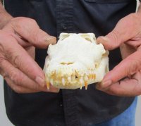 9-3/4 inches Genuine Nile Crocodile Skull (CITES #223756) <font color=red> Good quality</font> for $135.00 <font color=red> SALE $99.99 </font>