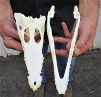 9-3/4 inches Genuine Nile Crocodile Skull (CITES #223756) <font color=red> Good quality</font> for $135.00 <font color=red> SALE $99.99 </font>