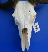 21 inches wide <font color=red> Grade B</font> African Blue Wildebeest Skull and Horns for $69.99