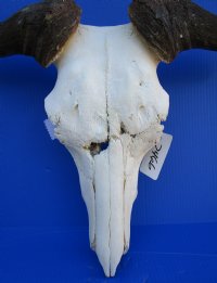 23-1/4 inches wide Blue Wildebeest Skull <font color=red> Discount Grade B</font> for $69.99