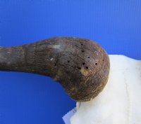 23-1/4 inches wide Blue Wildebeest Skull <font color=red> Discount Grade B</font> for $69.99