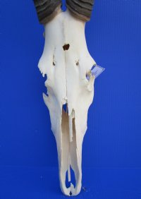 Female Red Hartebeest Skull <font color=red> Grade B </font> with 17-1/2 inches Horns for $69.99