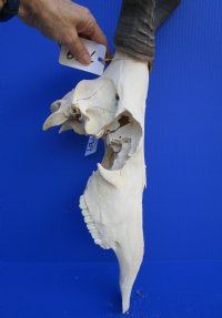 Female Red Hartebeest Skull <font color=red> Grade B </font> with 17-1/2 inches Horns for $69.99