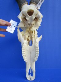 Female Red Hartebeest Skull <font color=red> Grade B </font> with 17-1/2 inches Horns for $69.99