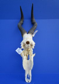 Female Red Hartebeest Skull <font color=red> Grade B </font> with 17-1/2 inches Horns for $69.99