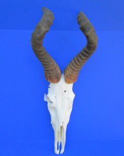 Male Red Hartebeest...