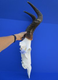 Male Red Hartebeest Skull <font color=red> Grade B</font> with 19 and 19-1/4 inches Horns for $79.99