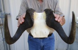 14-1/4 inches wide Male Black Wildebeest Skull Plate for $74.99 <font color=red> SALE $64.99</font>