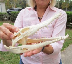 10-1/2 inches Real Nile Crocodile Skull for Sale Good Quality CITES 223756 - for $155.00 <font color=red> SALE $104.99</font>