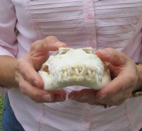 10-1/2 inches Real Nile Crocodile Skull for Sale Good Quality CITES 223756 - for $155.00 <font color=red> SALE $104.99</font>
