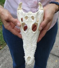 10-1/2 inches Real Nile Crocodile Skull for Sale Good Quality CITES 223756 - for $155.00 <font color=red> SALE $104.99</font>