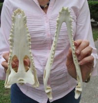 10-1/2 inches Real Nile Crocodile Skull for Sale Good Quality CITES 223756 - for $155.00 <font color=red> SALE $104.99</font>