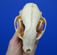4-7/8 inches Discolored North American Raccoon Skull <font color=red> Grade B</font> for $26.99