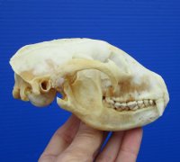 4-7/8 inches Discolored North American Raccoon Skull <font color=red> Grade B</font> for $26.99