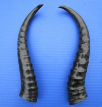 2 <font color=red> Polished</font> Male Springbok Horns 10 and 9-3/4 inches for $15.00 each