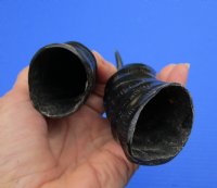 2 <font color=red> Polished</font> Male Springbok Horns 10 and 9-3/4 inches for $15.00 each