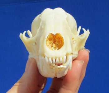 4-1/4 inches Raccoon Skull - Buy this one for $34.99