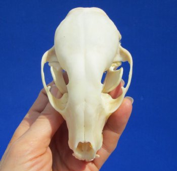4-1/4 inches Raccoon Skull - Buy this one for $34.99