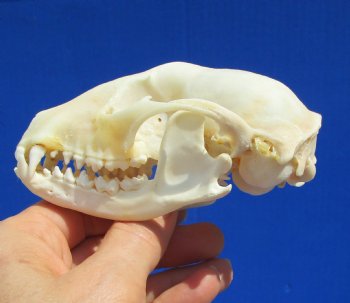 4-1/4 inches Raccoon Skull - Buy this one for $34.99