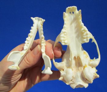 4-1/4 inches Raccoon Skull - Buy this one for $34.99