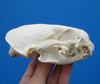 4-1/4 by 2-3/4 inches North American Otter Skull for $42.99