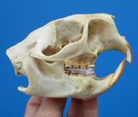 Authentic North American Porcupine Skull - Buy a Similar One for $49.99