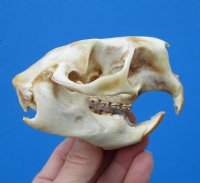 American Porcupine Skull 3-1/2 by 2-1/2 inches for $45.99