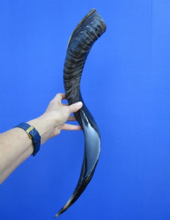 24-1/2 inches Half-Polished Kudu Horn (19-1/4 inches straight) - $52.99