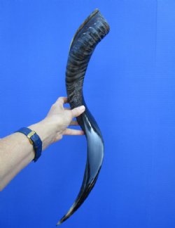 24-1/2 inches Half-Polished Kudu Horn (19-1/4 inches straight) - $52.99