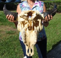 American Bison Skull <font color=red> Wholesale</font> - $140.00 each; 3 @ $130.00 each