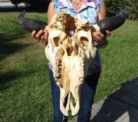 American Bison Skull <font color=red> Wholesale</font> - $140.00 each; 3 @ $130.00 each