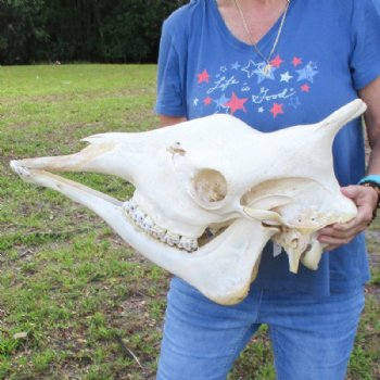 Authentic Female African Giraffe Skull with Mandible, 22"x16"x10" - Buy this one for $749.99 (Ships UPS Signature Required)