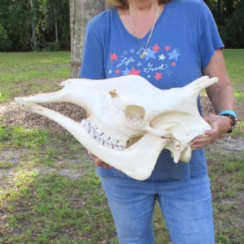 Female African Giraffe Skull with Mandible, 22"x15"x10" - Buy this one for $749.99 (Ships UPS Signature Required)