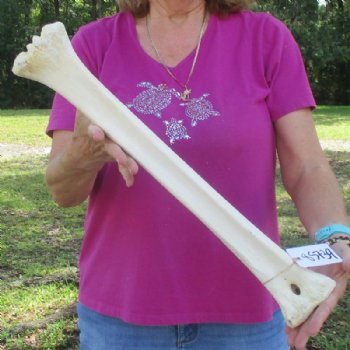 21 inches Real Giraffe Metatarsal Leg Bone for $104.99