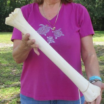 21 inches Real Giraffe Metatarsal Leg Bone for $104.99