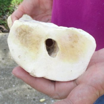 21 inches Real Giraffe Metatarsal Leg Bone for $104.99