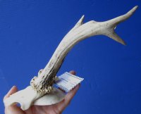 Roe Deer Skull Plate with 8-1/2 and 8-1/4 inches Horns for Sale - Buy this one for $39.99